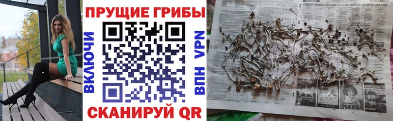 Купить  Губаха  Галлюциногенные грибы Cubensis 